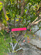 Shine Spine Branch Spreader Bloom Pulse Rose 3 1/2inch gardening tool attached to a tree branch with green leaves in the background.