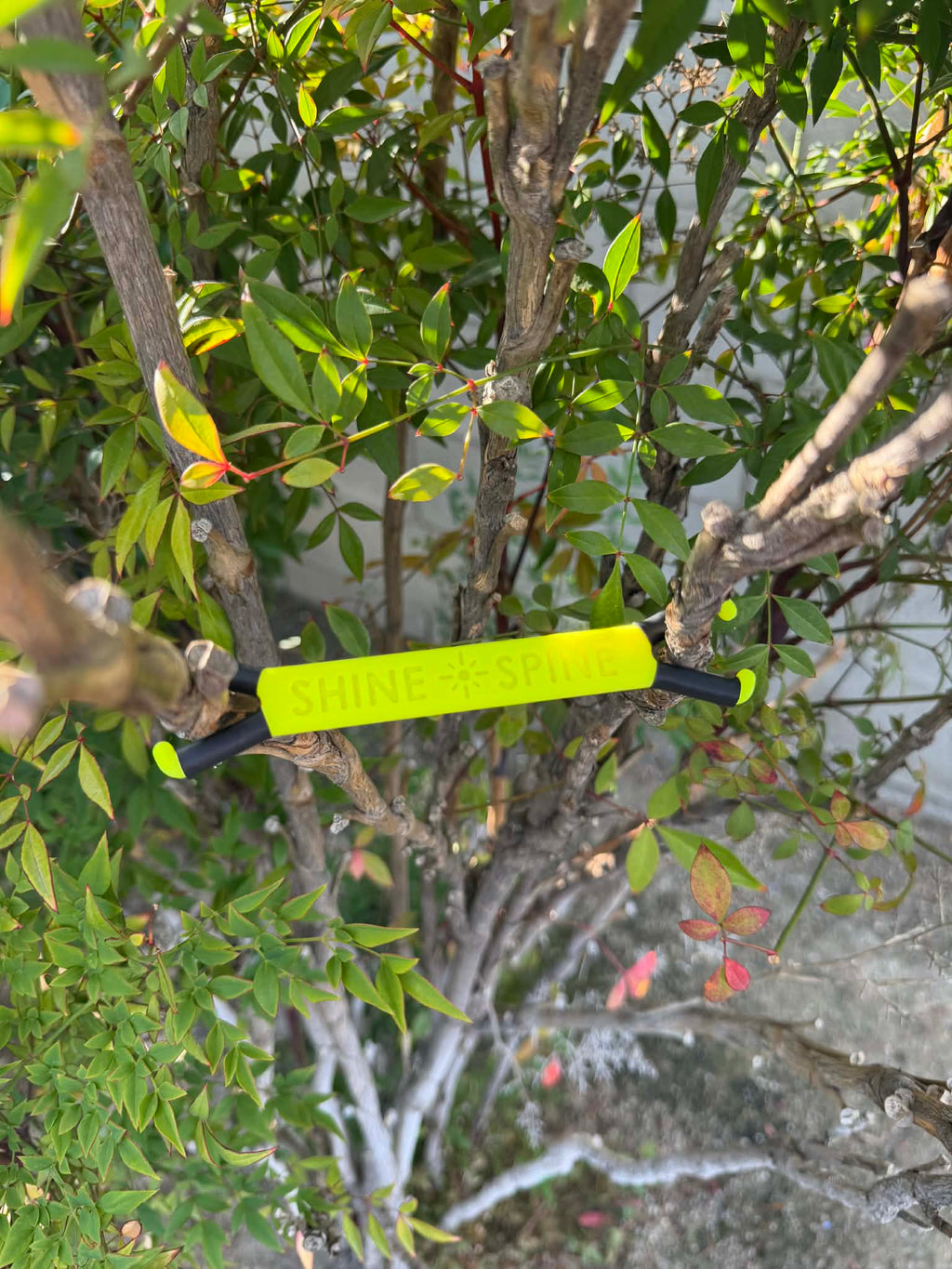 Shine Spine Branch Spreader Photon Burst Yellow 3 1/2inch gardening tool attached to a tree branch with green leaves in the background.