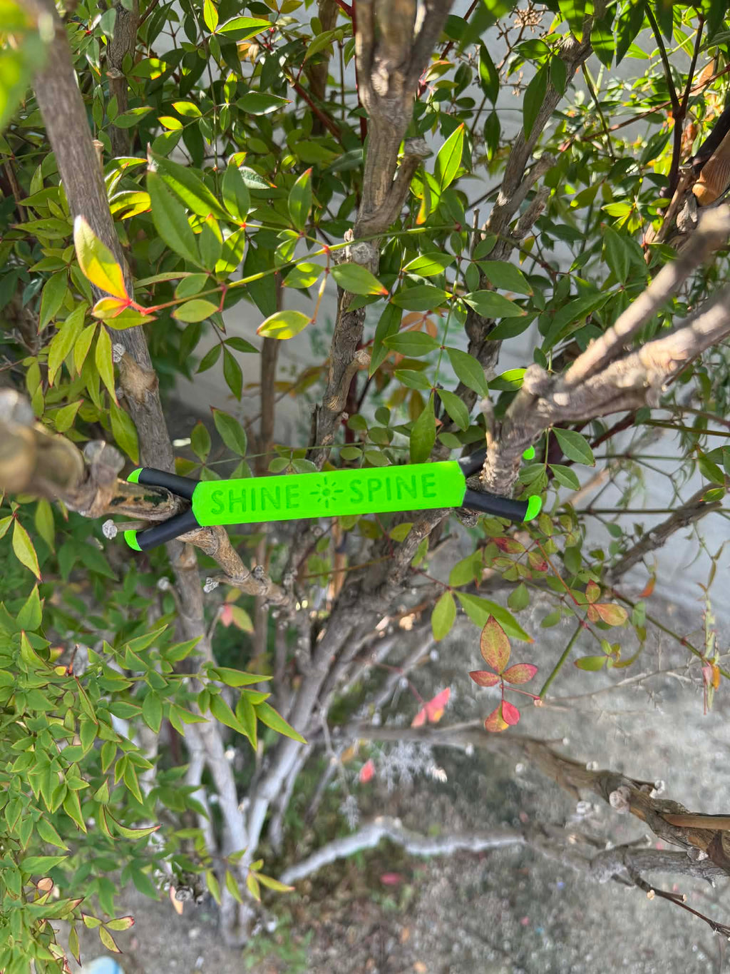 Shine Spine Branch Spreader Radiant Grove Green 3 1/2inch gardening tool attached to a tree branch with green leaves in the background.