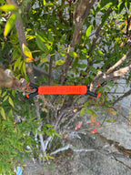 Shine Spine Branch Spreader Solar Ember Orange 3 1/2inch gardening tool attached to a tree branch with green leaves in the background.
